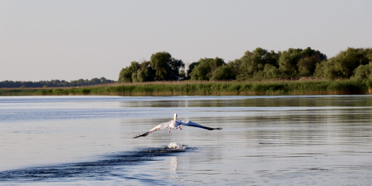 Delta Dunării – un spectacol desăvârșit al naturii
