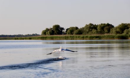 Delta Dunării – un spectacol desăvârșit al naturii