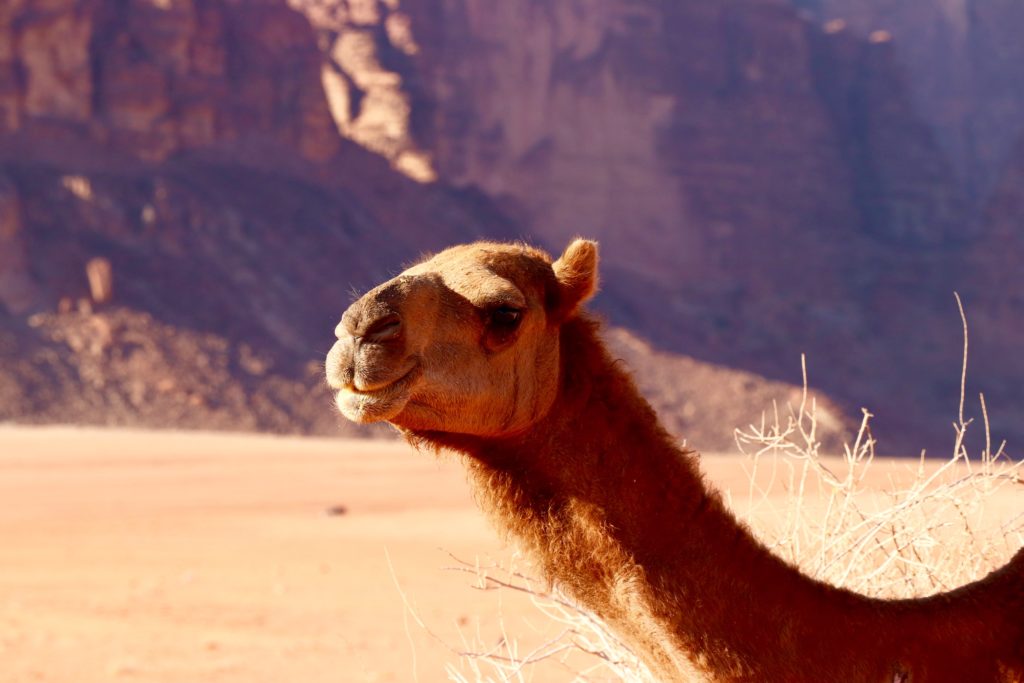 Deșertul Wadi Rum, Iordania