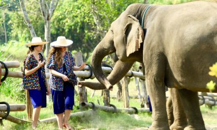 O vizită la un sanctuar de elefanți din Chiang Mai
