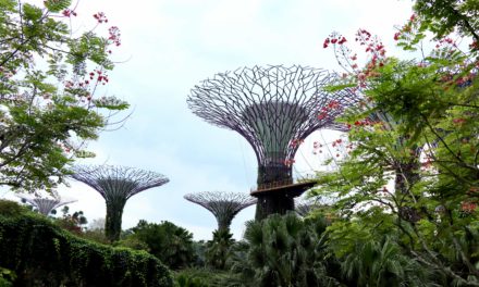 FOTO: Gardens by the Bay din Singapore – Natura exterioară (Partea 1)