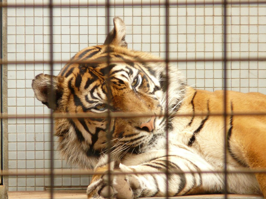Tigru în cușcă